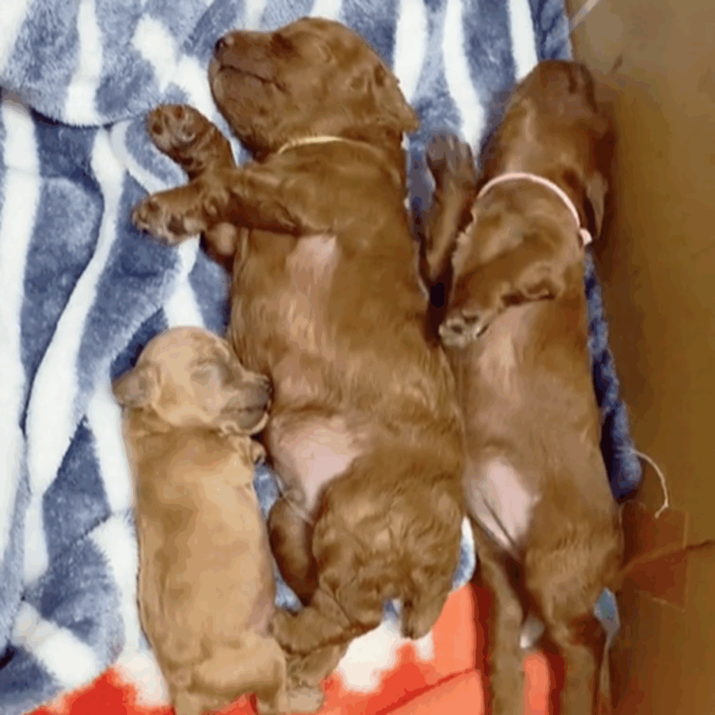 兄妹と一緒に仲良くお昼寝（＠mocha_kona0615さんより提供）