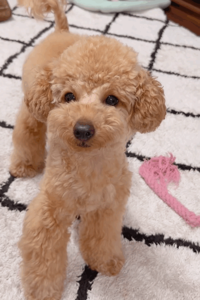 今ではやんちゃな女の子に！（＠mocha_kona0615さんより提供）