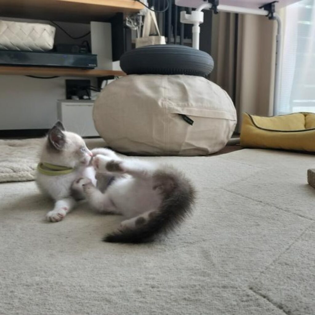 こんなに元気になりました（＠shiba.tea0522さんより提供）