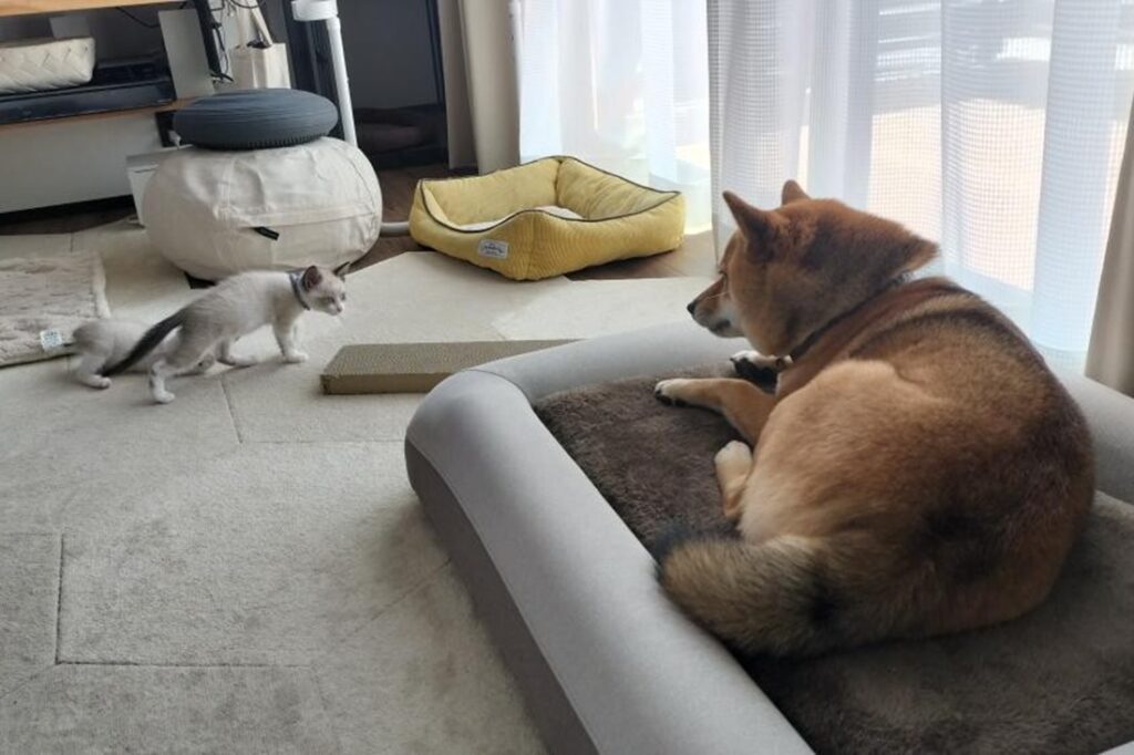 2匹とも元気になって良かったワン♡（＠shiba.tea0522さんより提供）