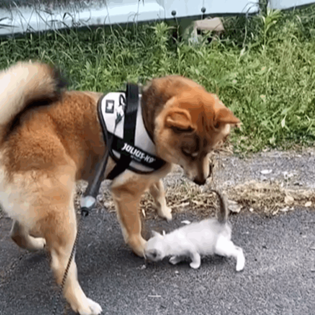 一緒に帰ろう（＠shiba.tea0522さんより提供）