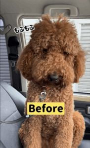 モフモフな姿のプードル。3時間半後、まさかの姿に…「え、誰？」「イケメン！！」「2度見しちゃう勢い」