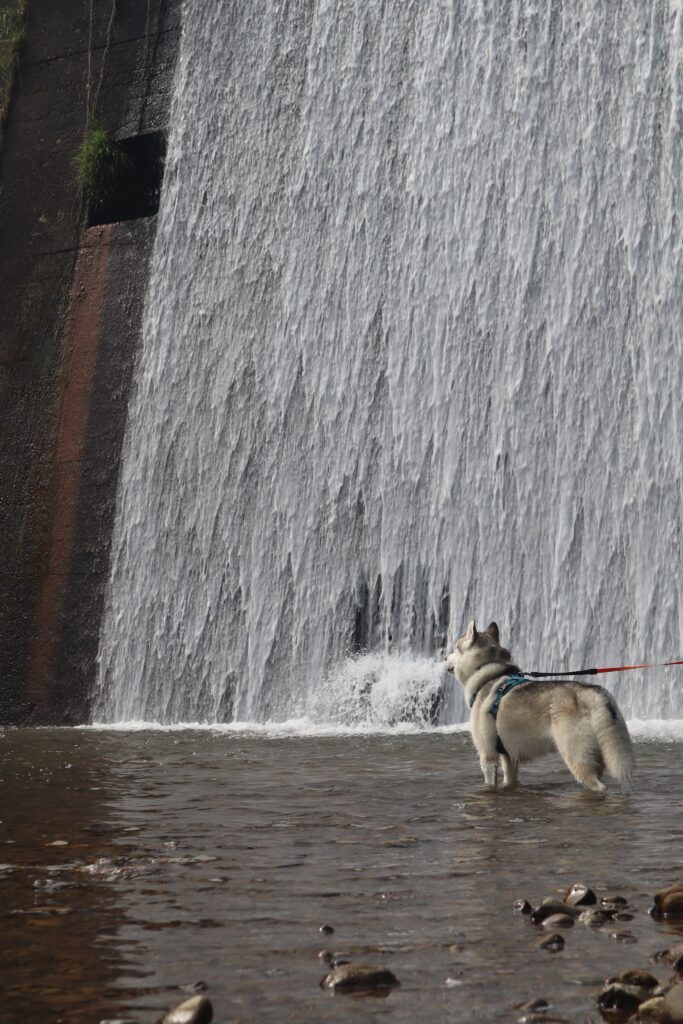 珀くんが鼻から水を出してるように見える写真（@husky_0319さんより提供）
