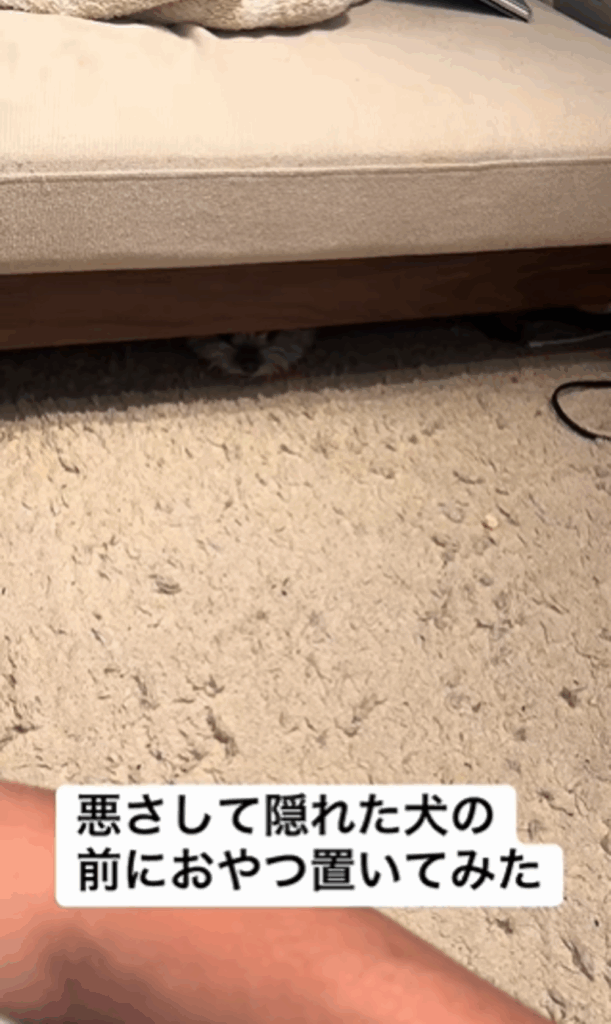 【実際の写真9枚】　飼い主さんが見た光景