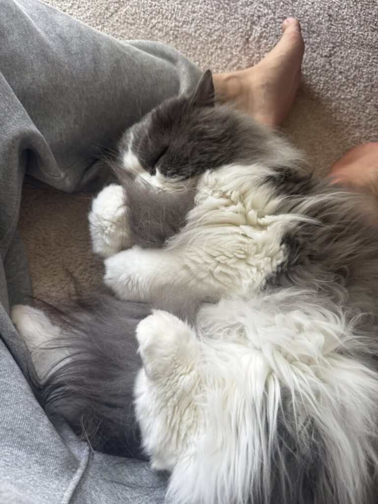 しっぽを抱えて眠るつくねくん（@soboron____さんより提供）