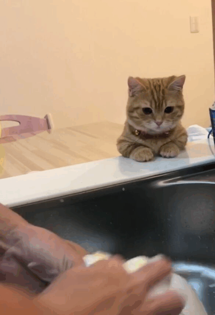 洗い物を見つめるぷてぃこちゃん②（@puuuutttyoさんより提供）