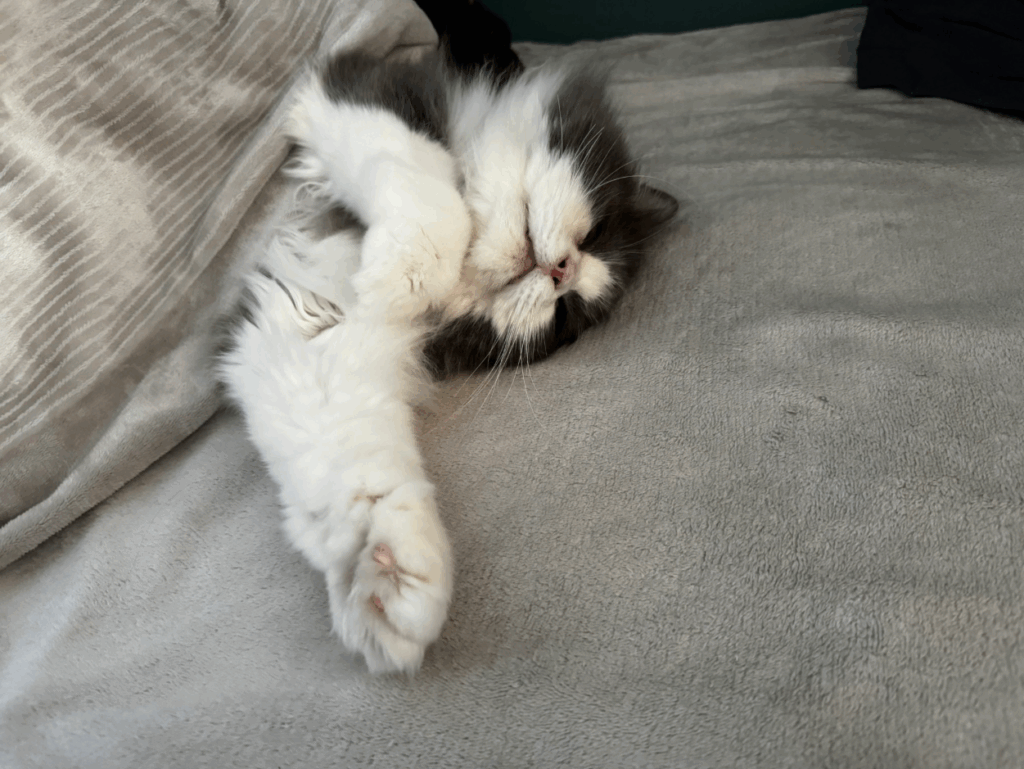 つくねくんの写真①（@soboron____さんより提供）