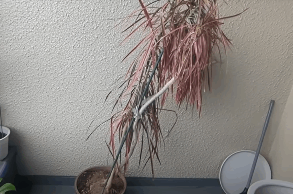 自宅に持ち帰ったときの様子（@midorinoobasanさんより提供）