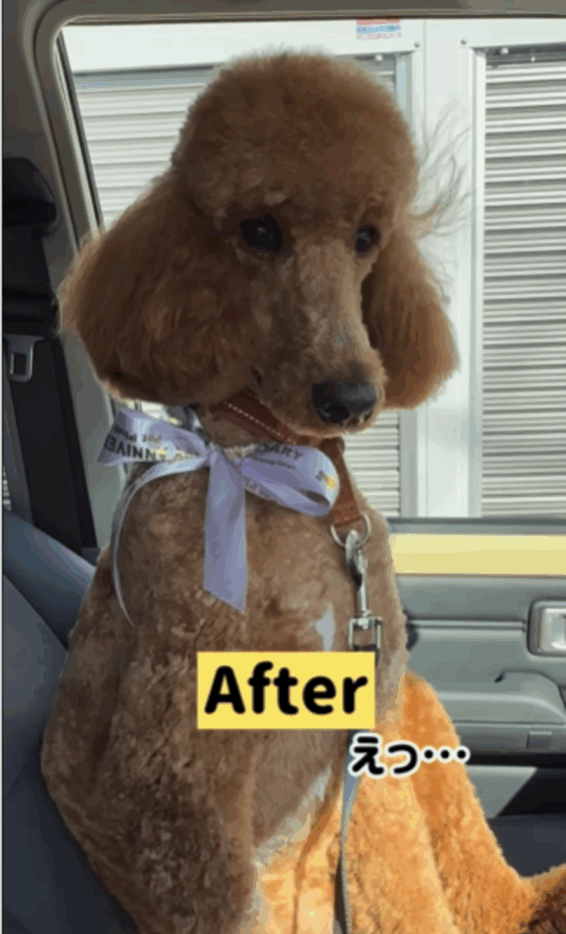 トリミング後のアンディくん（@reina.akeさんより提供）