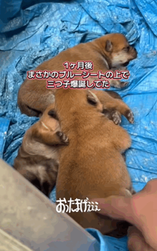 【実際の写真7枚】　２年後の様子