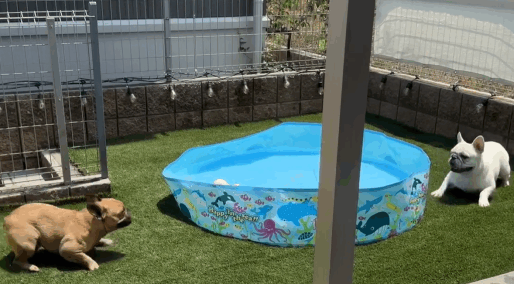 プールの両端でにらめっこする2匹（@ubuge.matsuge.jpさんより提供）