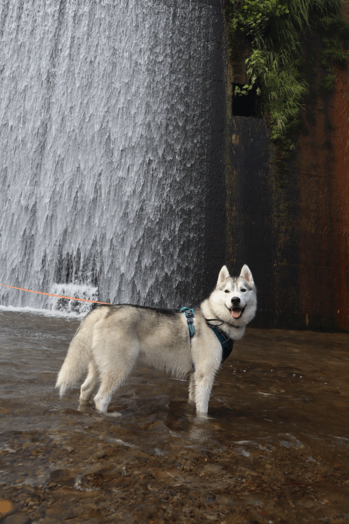 【実際の写真5枚】　飼い主さんが見た光景