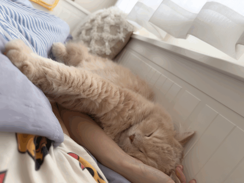 【実際の写真6枚】　飼い主さんが見た光景