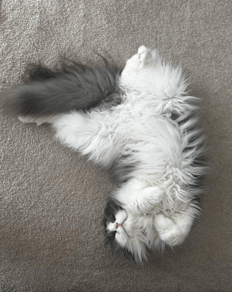 【実際の写真5枚】　飼い主さんが見た光景