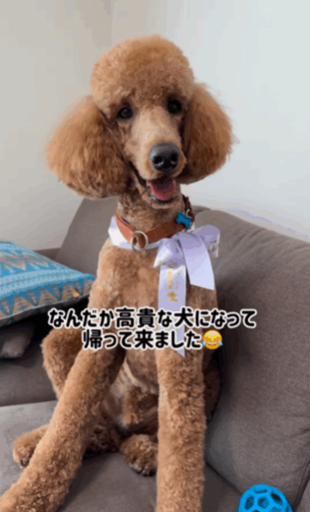 ソファに座るアンディくん（@reina.akeさんより提供）