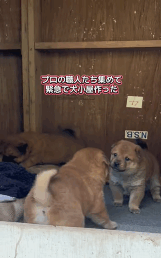 犬小屋で暮らす三つ子（@rakuluck_さんより提供）