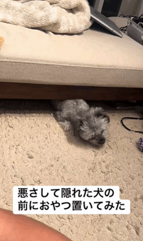 おやつを食べるピーターくん（＠peter.tiwapoさんより提供）