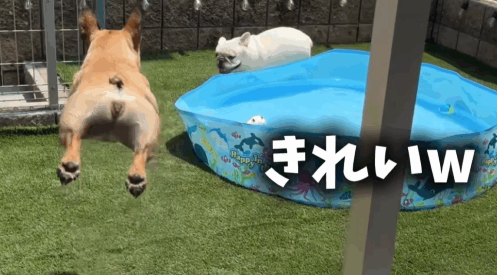 きれいなジャンプをするまつ毛ちゃん（@ubuge.matsuge.jpさんより提供）