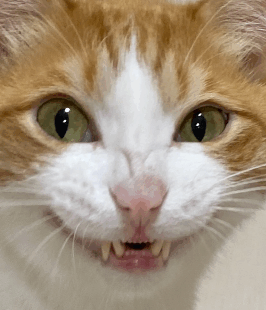 笑っているような表情を浮かべるはっさくくん：顔のアップ（@kasumonjaさんより提供）