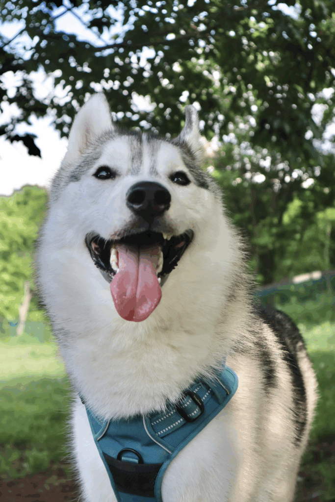 珀くんの写真②（@husky_0319さんより提供）