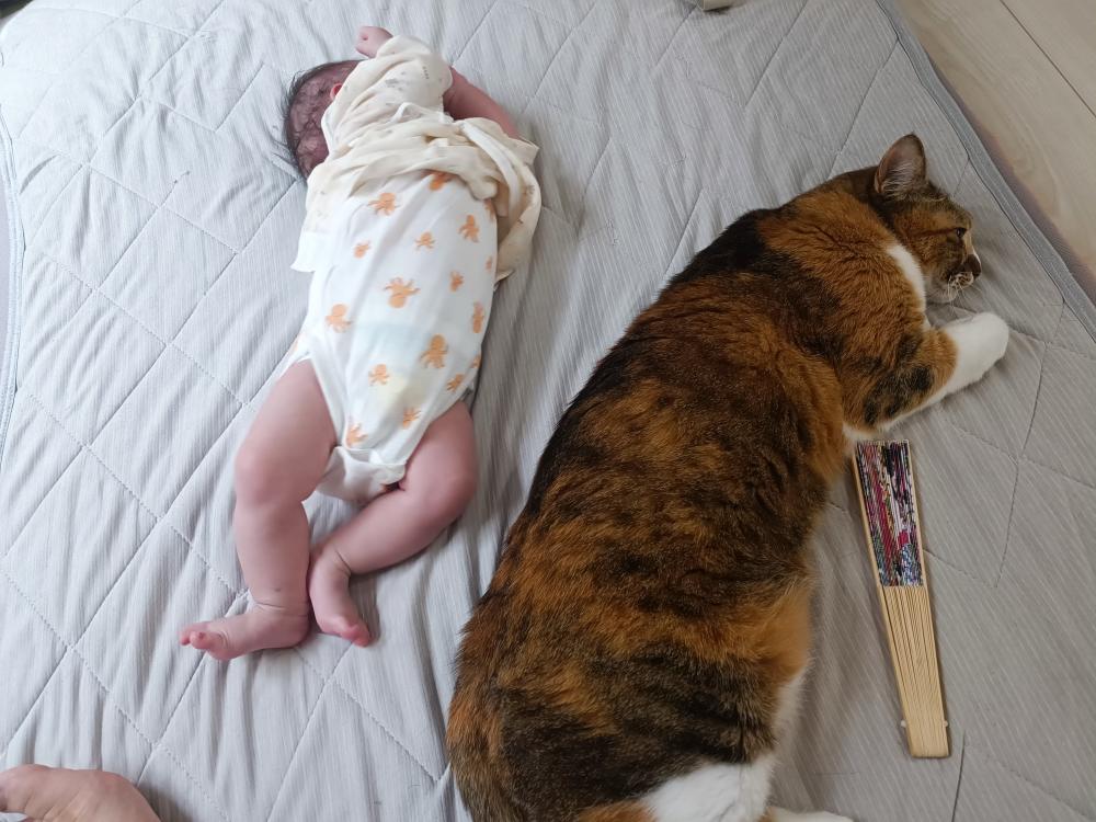 猫と赤ちゃん①（@aiko.3catsさんより提供）