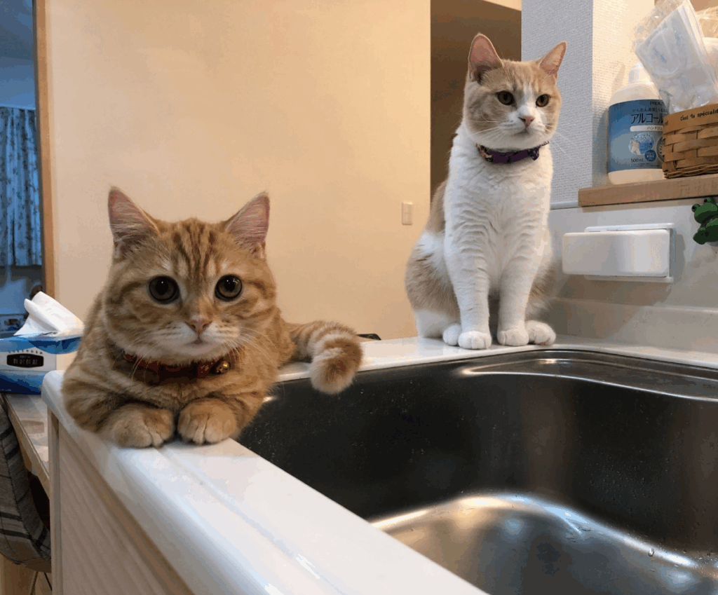 シンクの縁で腹ばいになるぷてぃこちゃん（@puuuutttyoさんより提供）