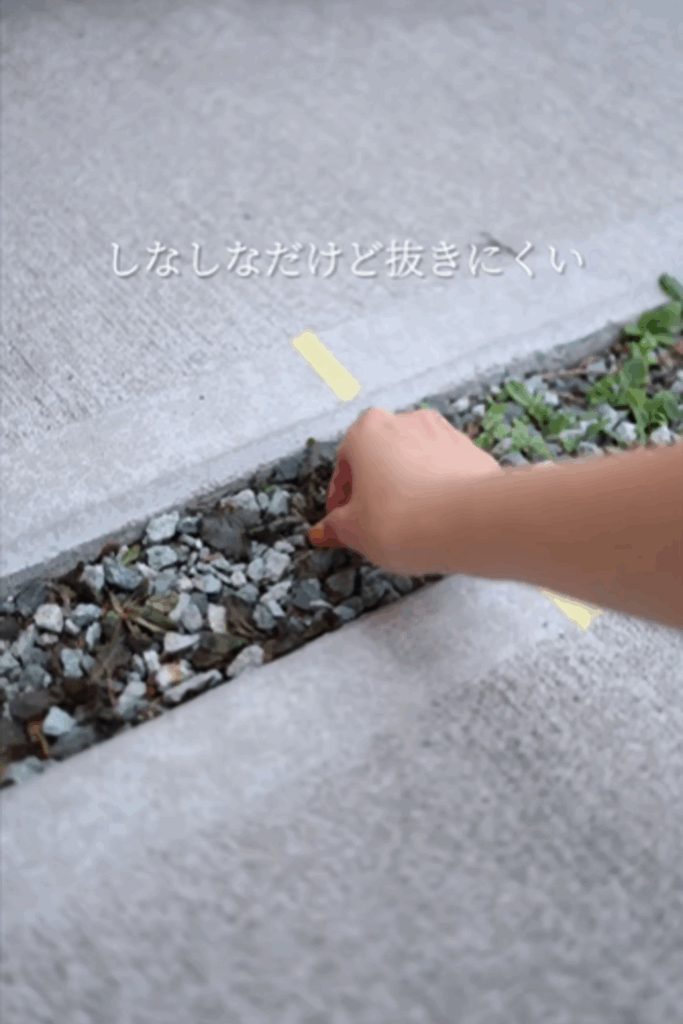 翌日の様子：しなびてはいるが抜きにくい状態（@ai_cozy_homeさんより提供）