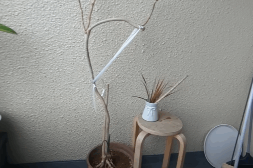 1週間後の様子（@midorinoobasanさんより提供）