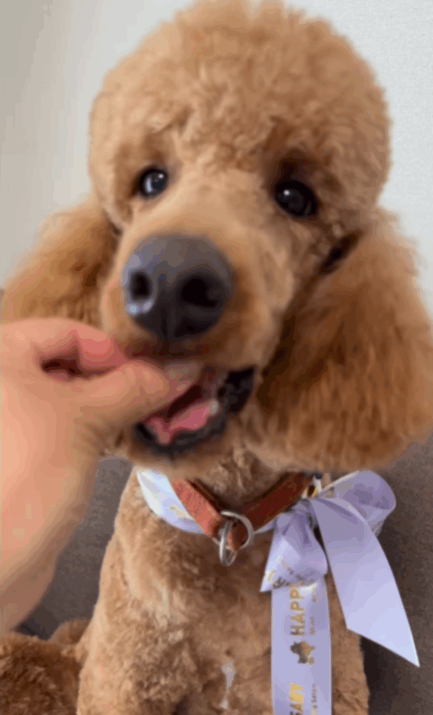 【実際の写真5枚】　アフターの様子