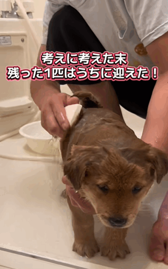 体を洗ってもらう楽くん（@rakuluck_さんより提供）