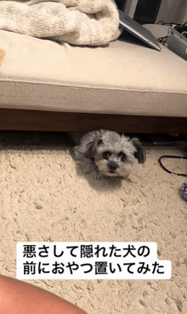 飼い主さんに気づいたピーターくん（＠peter.tiwapoさんより提供）