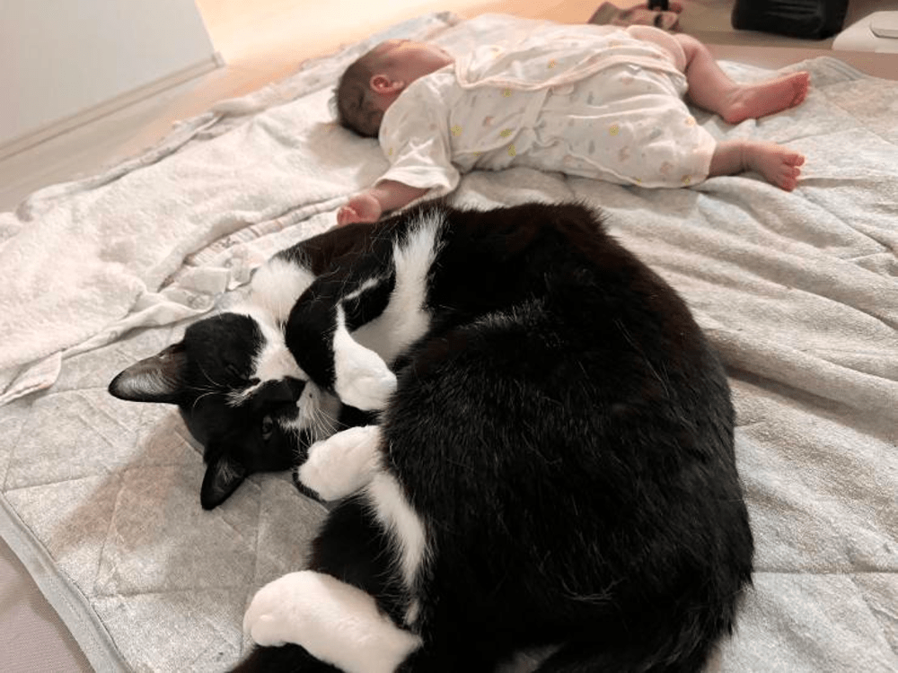 猫と赤ちゃん②（@aiko.3catsさんより提供）