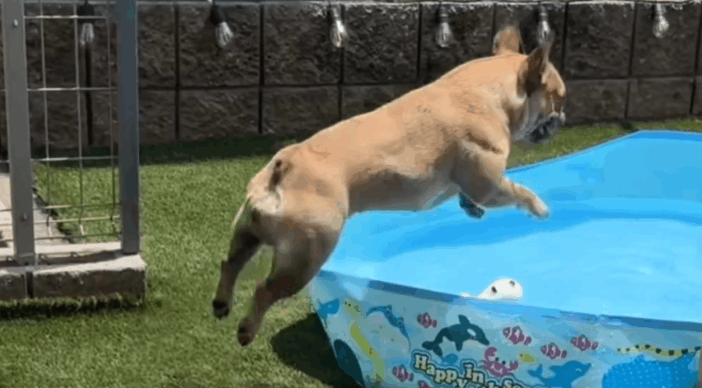 プールに飛び込むまつ毛ちゃん（@ubuge.matsuge.jpさんより提供）