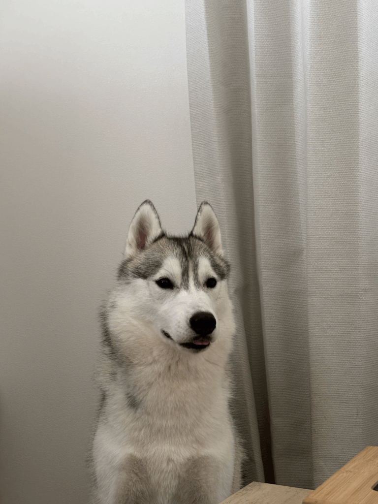 珀くんの写真③（@husky_0319さんより提供）
