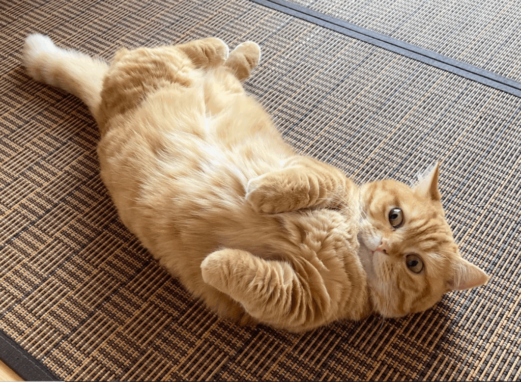 ヘソ天になるぷてぃこちゃん（@puuuutttyoさんより提供）