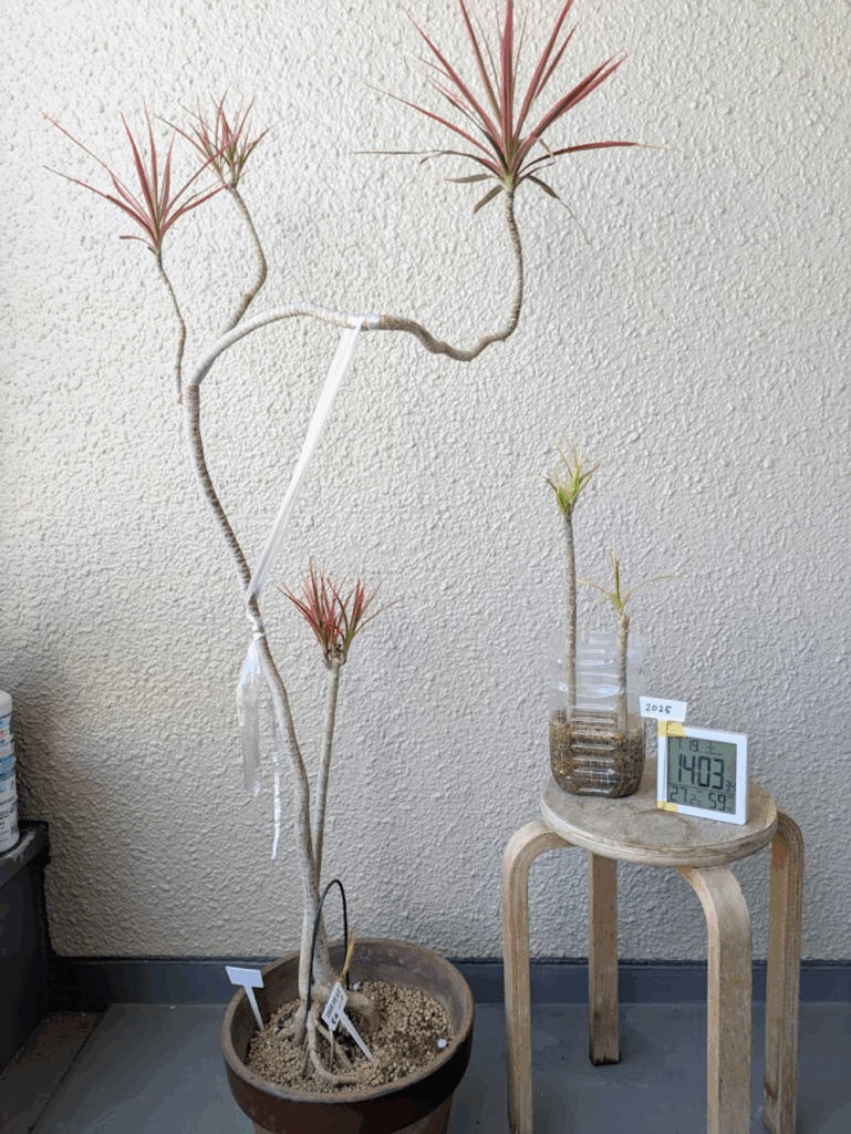 現在の様子①（@midorinoobasanさんより提供）