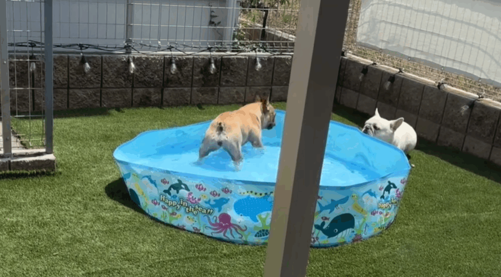 プールの中と外でにらめっこする2匹（@ubuge.matsuge.jpさんより提供）