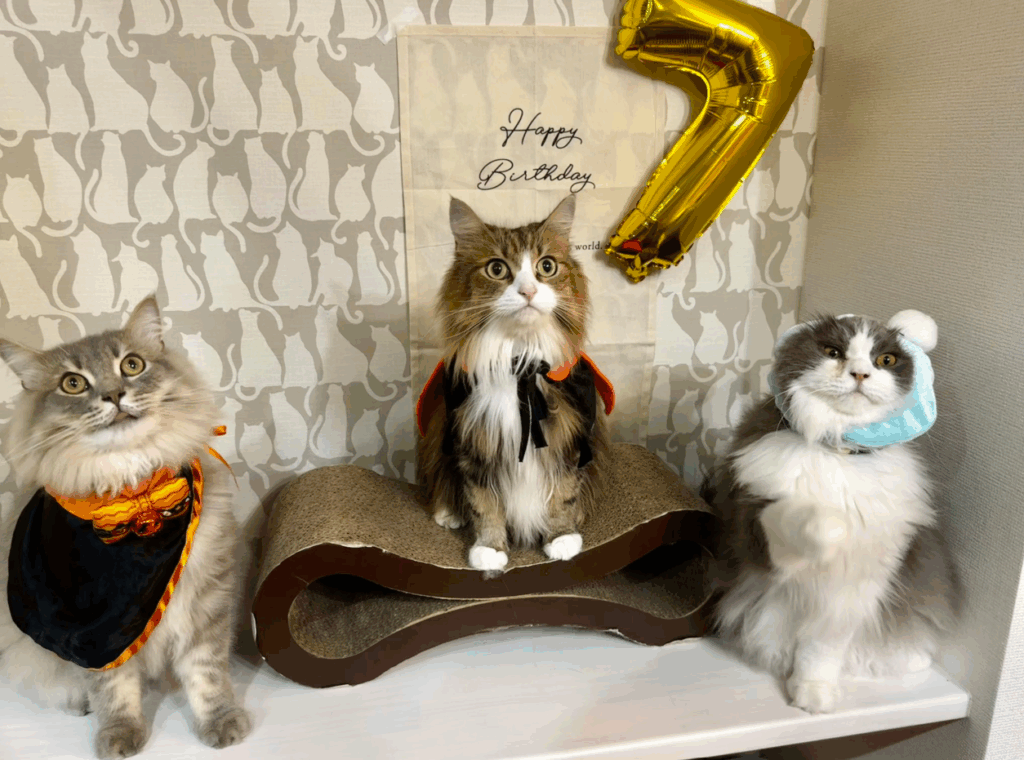 つくねくんの写真④：他の猫ちゃんと一緒（@soboron____さんより提供）