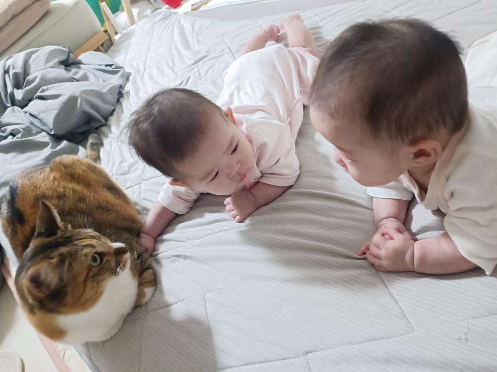猫と赤ちゃん③（@aiko.3catsさんより提供）