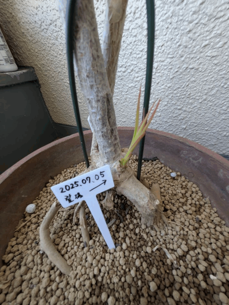 現在の様子②（@midorinoobasanさんより提供）