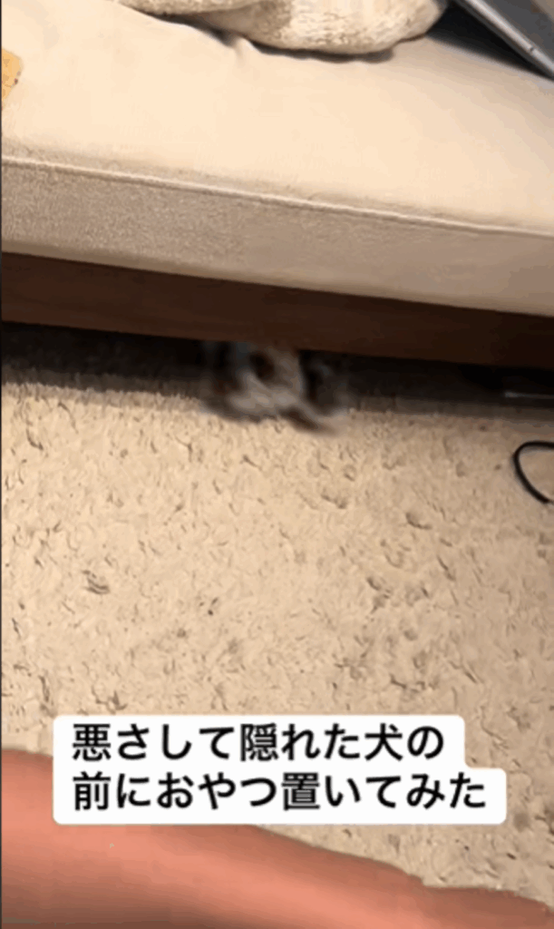 慌てて逃げ込むピーターくん（＠peter.tiwapoさんより提供）