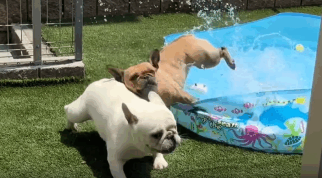 うぶ毛ちゃんに体当たりするまつ毛ちゃん（@ubuge.matsuge.jpさんより提供）