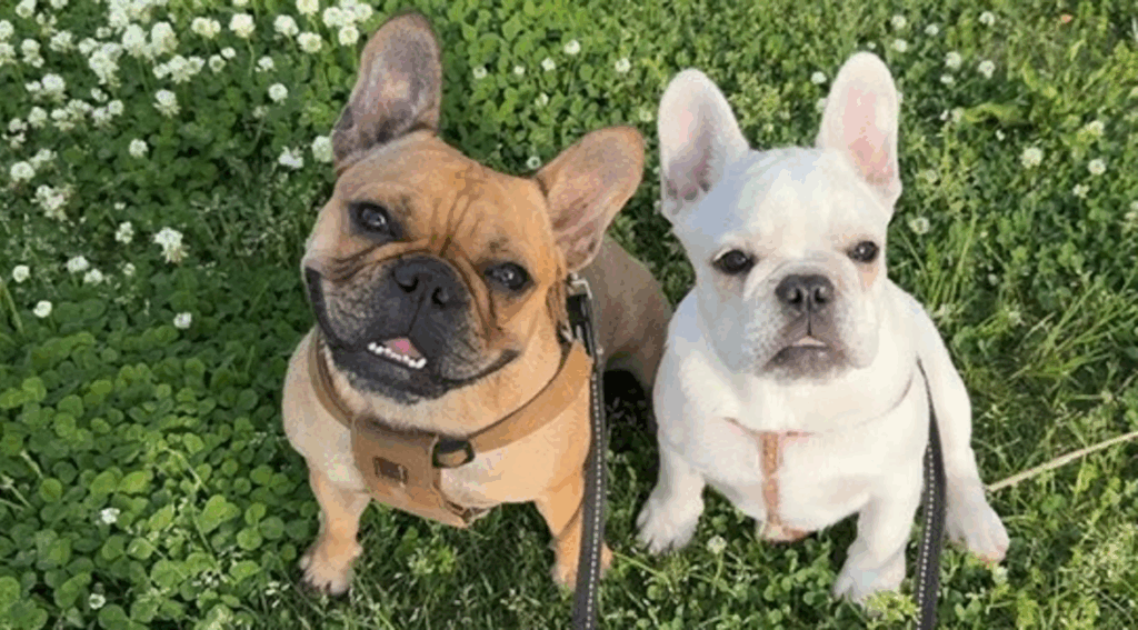 そろってお座りする2匹（@ubuge.matsuge.jpさんより提供）