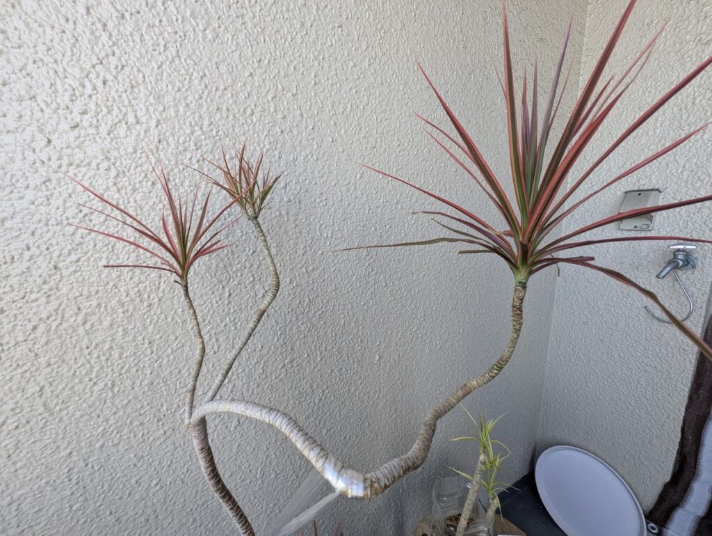 現在の様子③（@midorinoobasanさんより提供）