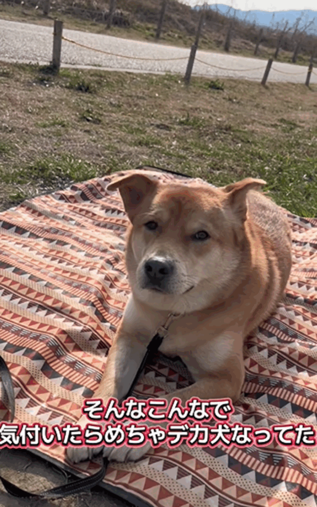 現在の楽くん（@rakuluck_さんより提供）