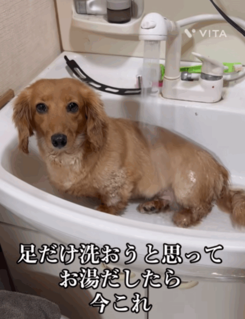 リラックスしている様子（@momo.mugi.aruさんより提供）