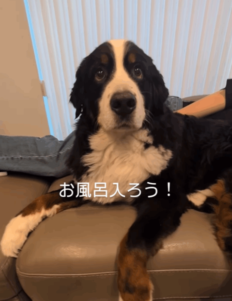 “お風呂”という言葉を理解している様子（@harryhappyberneseさんより提供）