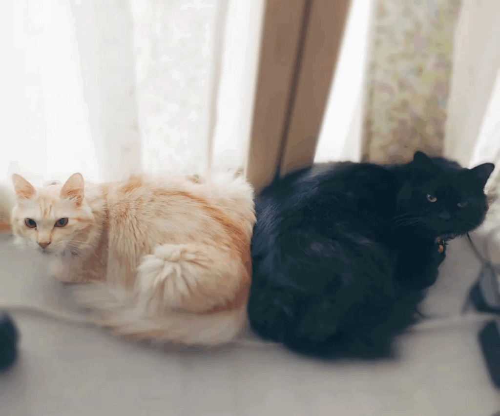 寄り添う2匹（＠muni_muni0221さんより提供）