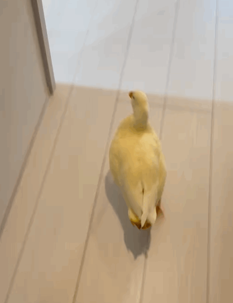 全力疾走するきらちゃん（＠callduck_kiraさんより提供）