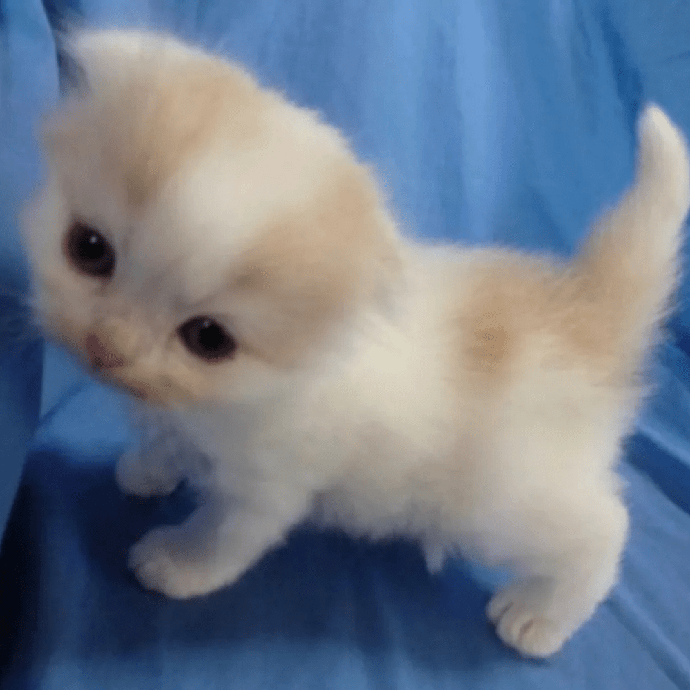 茶色い前髪の子猫 5年後、成長した姿に「可愛すぎ」「どこでこうなった…ｗ」「ギャップ萌え」「最高じゃないですかぁ」 – ほ・とせなNEWS, image size:1000x1000